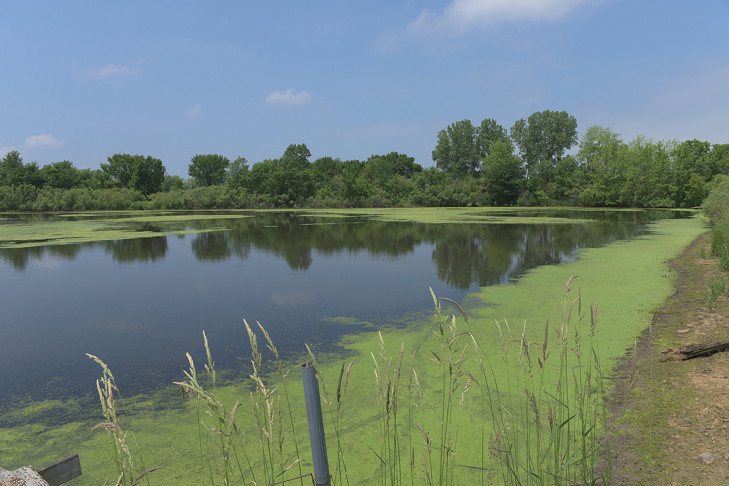 Pond on a farm in Lake County, Indiana - LAND AUCTION - 147+/- ACRES OFFERED IN 3 TRACTS IN LAKE COUNTY, INDIANA